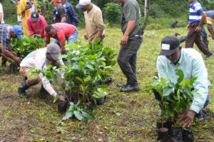 Gobierno siembra un millón de plantas de café en San Cristóbal