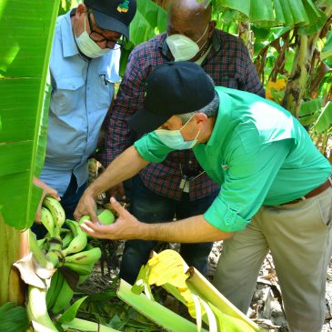 INESPRE paga en tiempo récord a productores de plátanos de Barahona