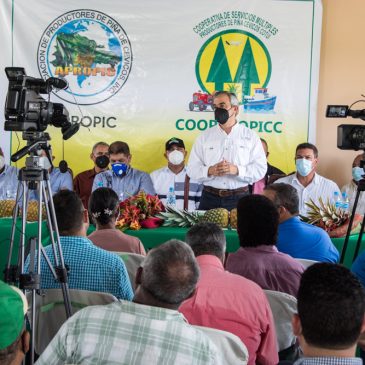 Inespre ofrece facilidades a productores de piña de Cotuí