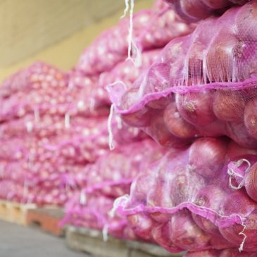 Inespre vende más de 6 mil quintales de cebolla a 10 pesos la libra 
