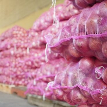 Gobierno comprará 10 mil quintales de cebollas semanales a productores de San José de Ocoa