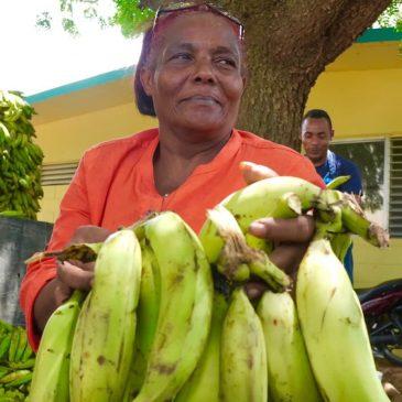 Inespre vende plátanos a 1 peso en mercados de productores y bodegas móviles