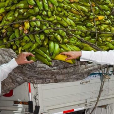 Inespre vende plátanos a un peso y pollos a 140 en Expo Cibao 2021