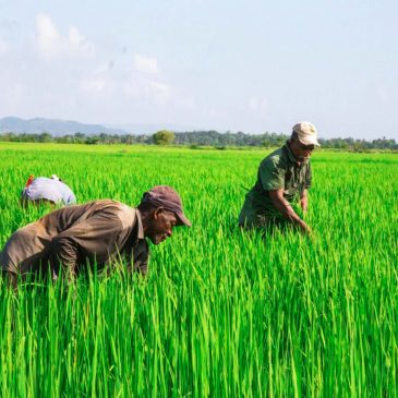 Más de 450 productores agropecuarios son beneficiados por el Inespre