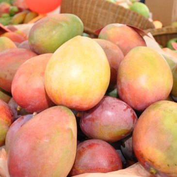 Inicia la feria Expo Mango 2022 en Baní