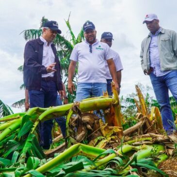 Director del Inespre supervisa plantaciones afectadas por huracán Fiona en El Seibo