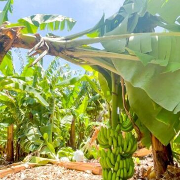 Inespre inicia compra de más de un millón de bananos a productores de Azua afectados por el paso de la tormenta Franklin