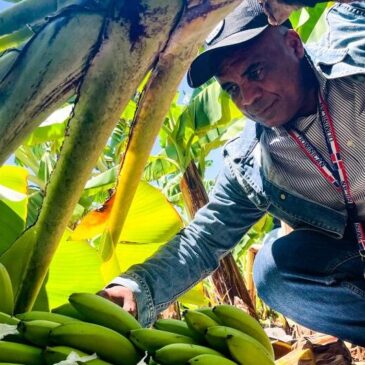 Comisión del Inespre analiza compra de un millón de bananos a productores de Azua afectados por el paso de la tormenta Franklin