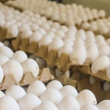 Gobierno dispone venta de cartones de huevos a 100 pesos este jueves en 76 supermercados a nivel nacional