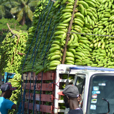 Gobierno compra más de 13 millones de guineos a Adobanano y los vende a peso a través del Inespre