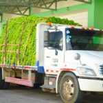 Inespre continúa con éxito venta de guineos verde a peso