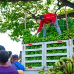 Inespre continúa con éxito venta de guineos verde a peso