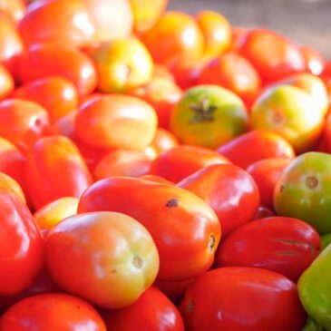 En Pedro Brand compran comida barata en mercado de productores del Inespre