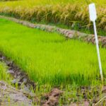 Director del Inespre asiste a ceremonia de Cosecha de Arroz del Proyecto de Cooperación Agrícola Hunan-RD 2024